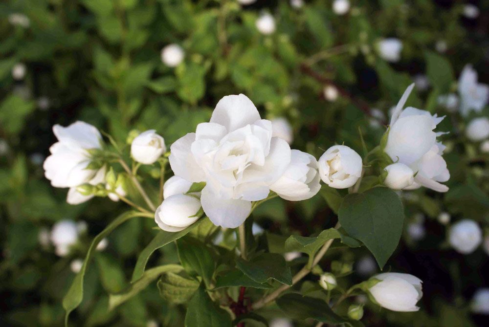 Arbuste à fleurs blanches