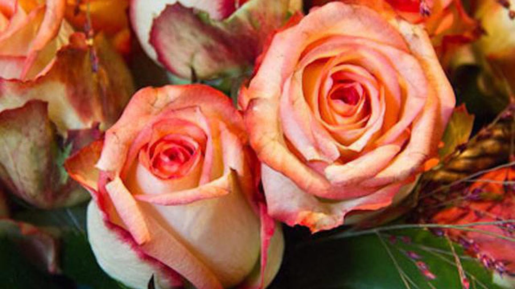 Roses aux pétales pêche